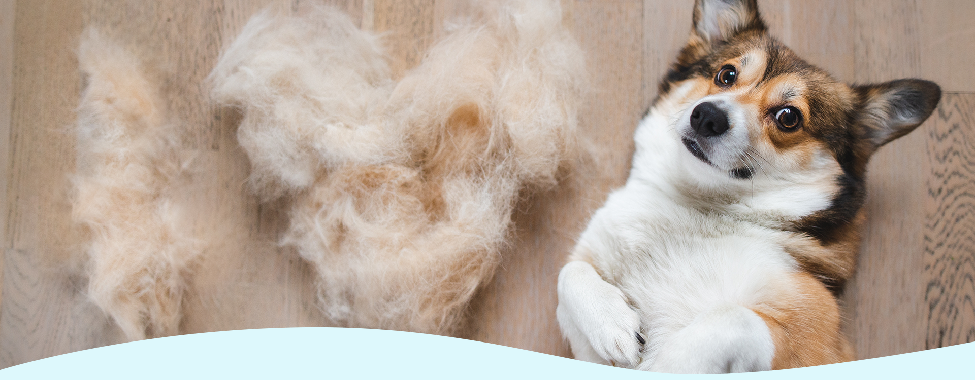 dogsalon tailwind